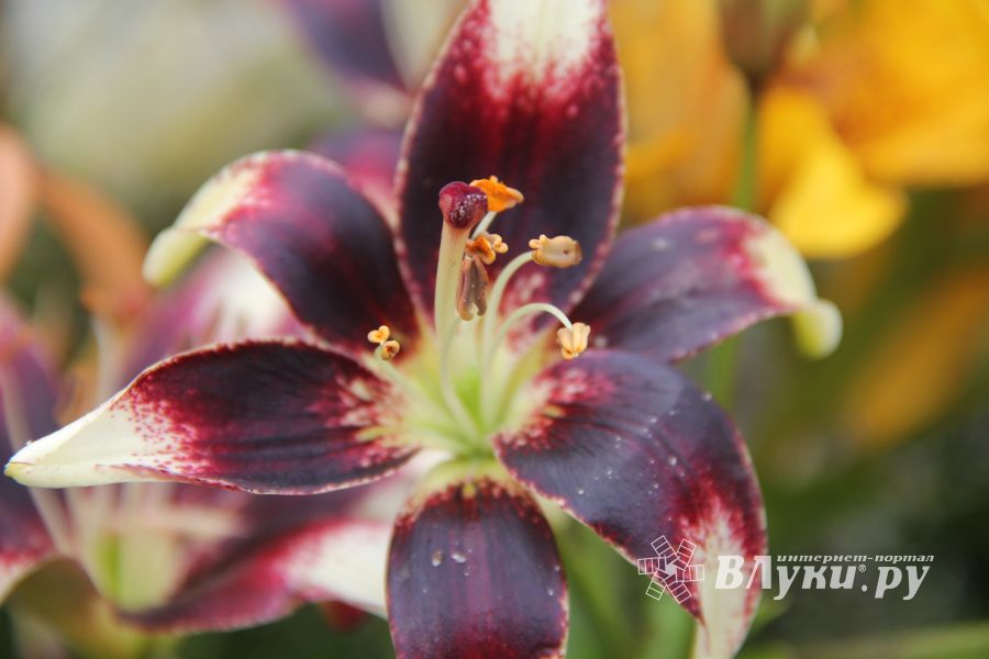 «Парад детских колясок» в День семьи, любви и верности (ФОТО)