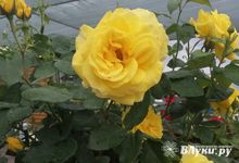 Минпромторг проработает вопрос создания цветочной биржи в Псковской области