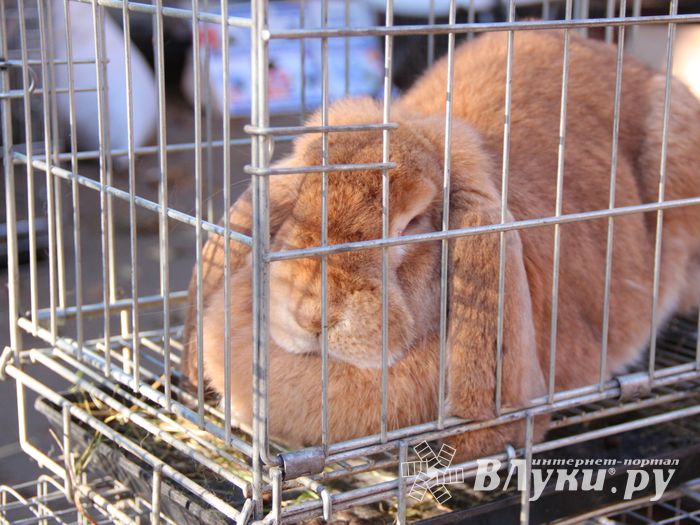 Торговая ярмарка «Осень-2016» прошла в Великих Луках (ФОТО)