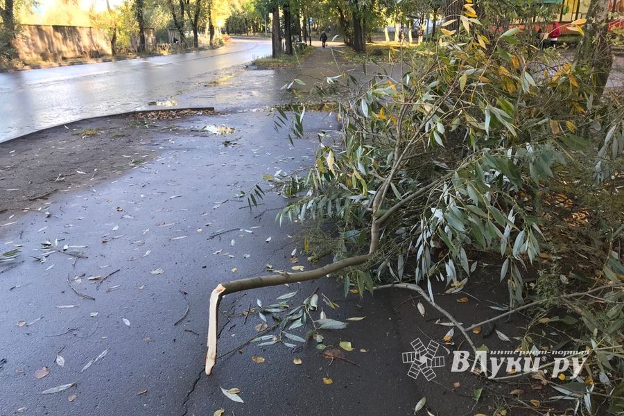 В Великих Луках стихия наломала немало (ФОТО)