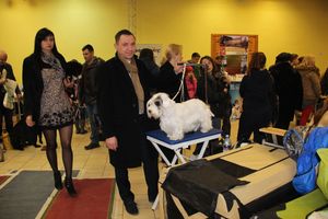 Всероссийская выставка собак в Великих Луках (фото)