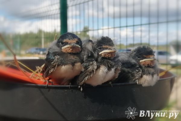 Сегодня в Великих Луках будет пасмурно