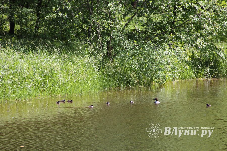 Праздник поэзии