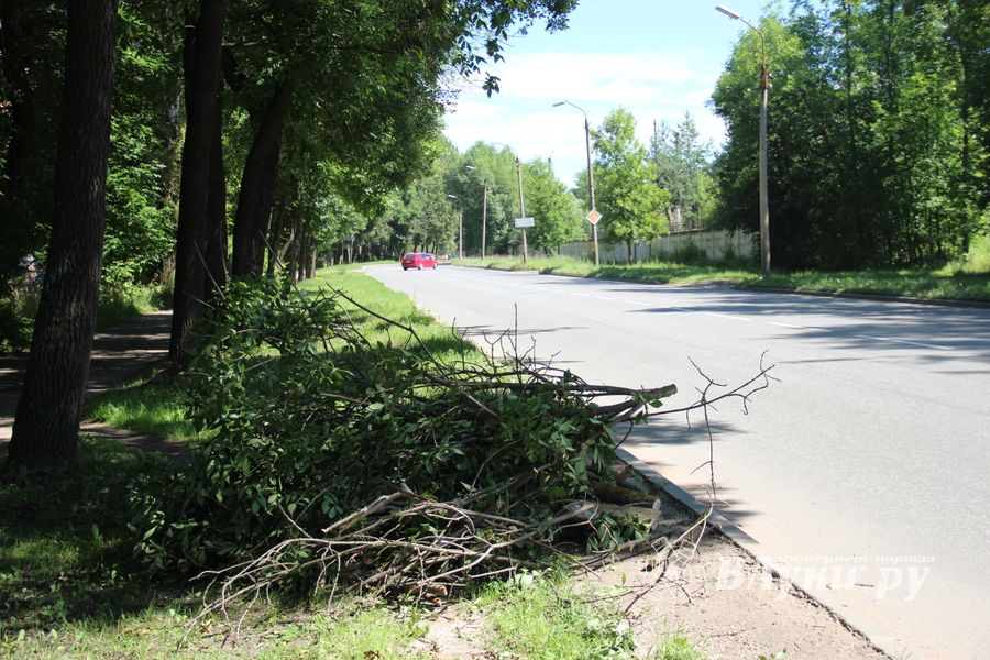 «Опасную» ветку над проспектом Гагарина спилили (ФОТО)