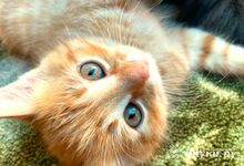 Прогноз погоды на 6 августа в Великих Луках