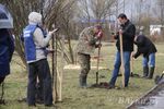 У Братского кладбища высадили новую аллею (фото)