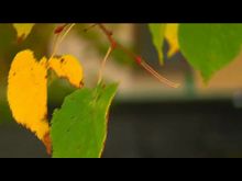 Импульс-ТВ: Приглядитесь к природе