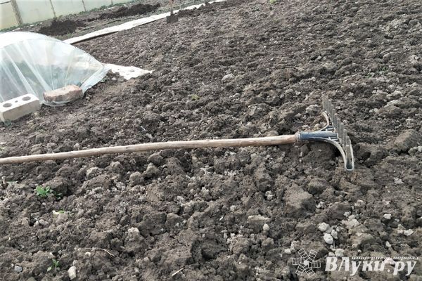 Жителя Великолукского района наказали за выращивание конопли