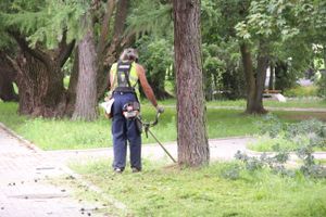 В Великих Луках сажают, стригут и красят (ФОТО)