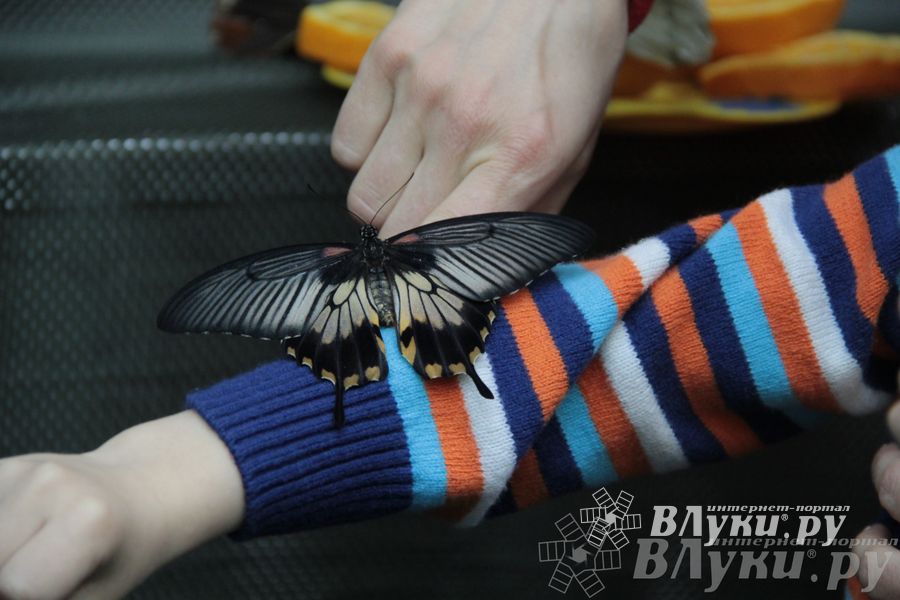 Обзор выставок Краеведческого музея