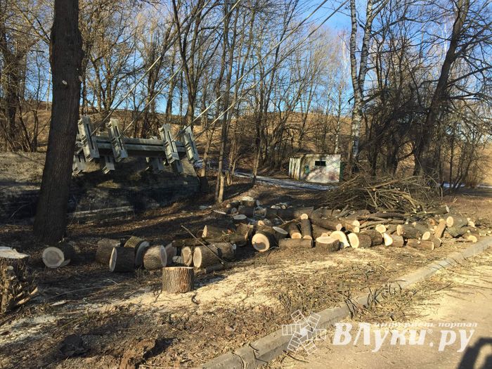 В УЖКХ Великих Лук объяснили спил деревьев возле пешеходного моста (ФОТО)