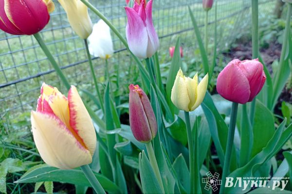 Более 36 тыс. луковиц тюльпанов не прошли фитосанитарный контроль в Псковской области