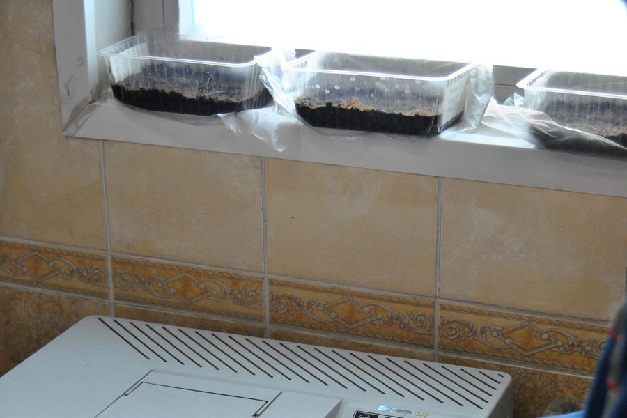 Студенты ВГСХА посетили ООО «Велторф» (ФОТО)