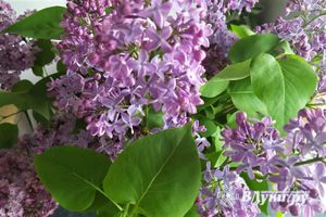 © ВЛуки.ру