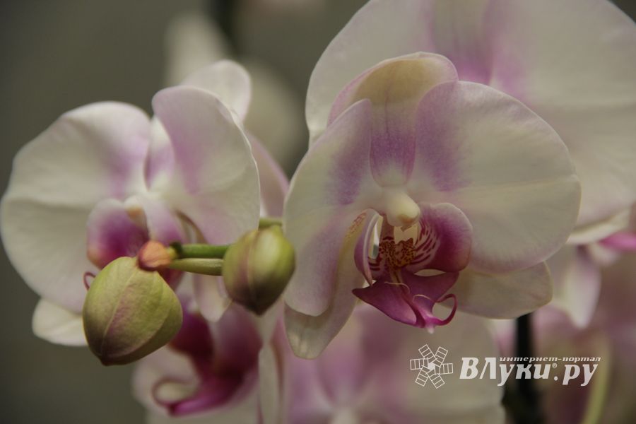 Конкурс «Мимо тёщиного дома...» нашел победителя (ФОТО)