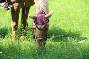 В городском парке Великих Лук прошёл День мороженого