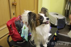 Всероссийская выставка собак в Великих Луках (фото)