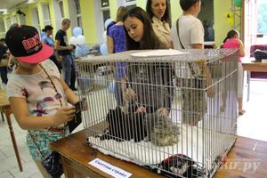 В Великих Луках прошла выставка кошек (фото)