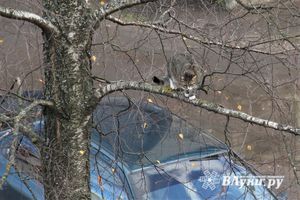 © ВЛуки.ру