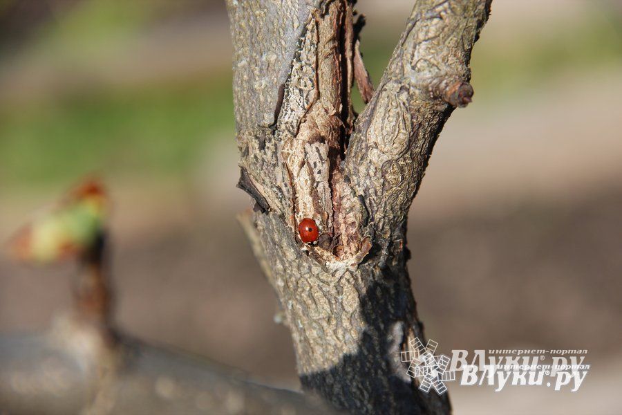 © ВЛуки.ру