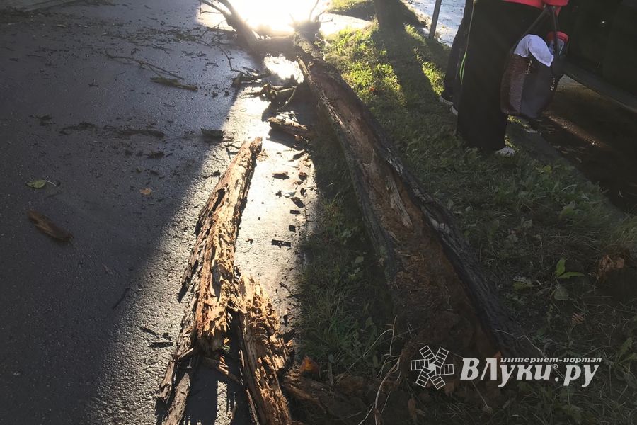 В Великих Луках стихия наломала немало (ФОТО)