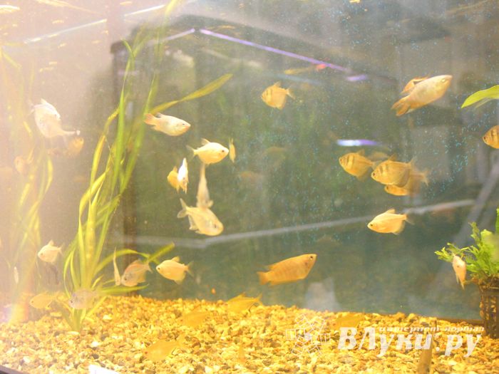 «Zooбастики»: подарите праздник своим любимцам! (ФОТО+ВИДЕО)