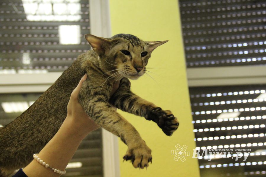 В Великих Луках прошла выставка кошек (фото)