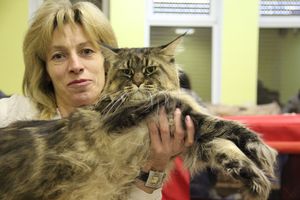 В Великих Луках прошла выставка кошек (фото)