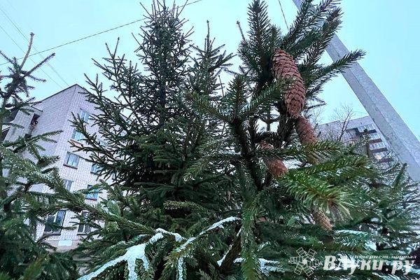 В Великих Луках определены места для торговли деревьями хвойных пород