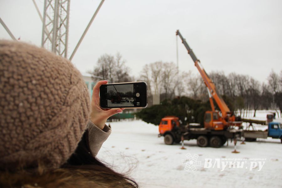 Ёлочка приехала! (ФОТО)