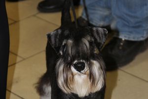 Всероссийская выставка собак в Великих Луках (фото)