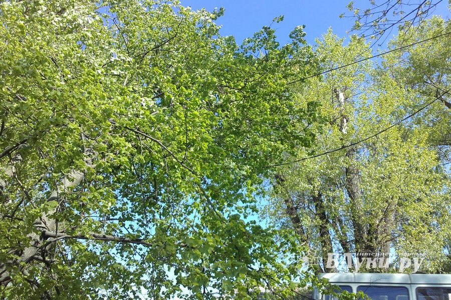 В Великих Луках дерево упало на провода (ФОТО)