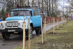 У Братского кладбища высадили новую аллею (фото)