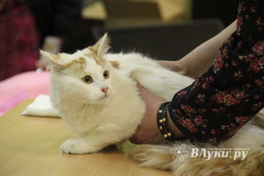 В Великих Луках прошла выставка кошек (фото)
