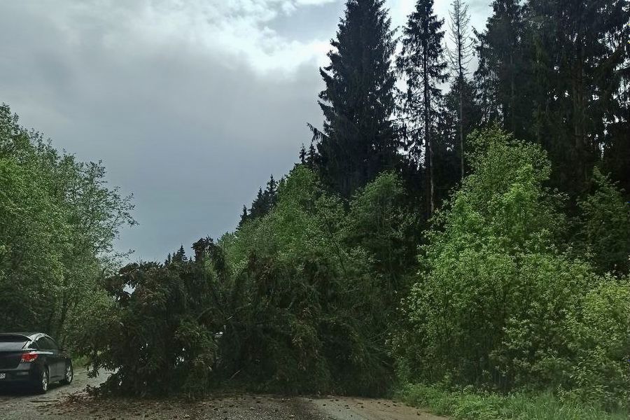 Дерово перекрыло проезд автомобилей в зелёной зоне (ФОТО)