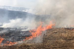 Бесконтрольный пал травы в Великолукском районе (ФОТО, ВИДЕО)