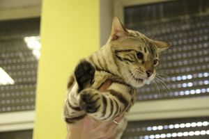 В Великих Луках прошла выставка кошек (фото)