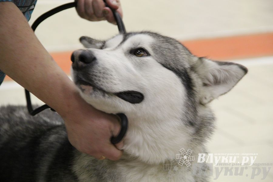 Всероссийская выставка собак «Великие Луки — 2014»