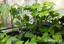 Дачникам приготовиться: когда сеять семена на рассаду