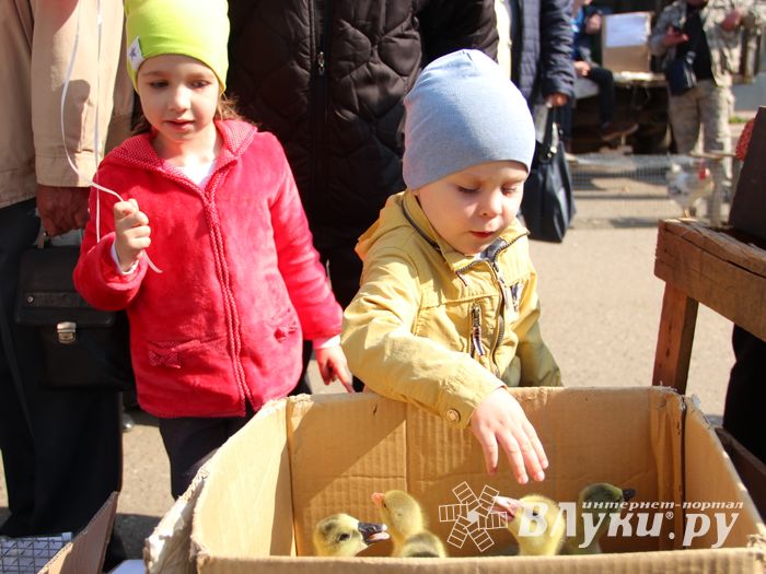 СТЦ «СтройСам» порадовал великолучан на универсальной ярмарке «Весна-2018» (ФОТО)