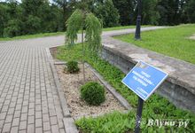 Украденные ивы и туи вернулись на прежнее место (ФОТО)