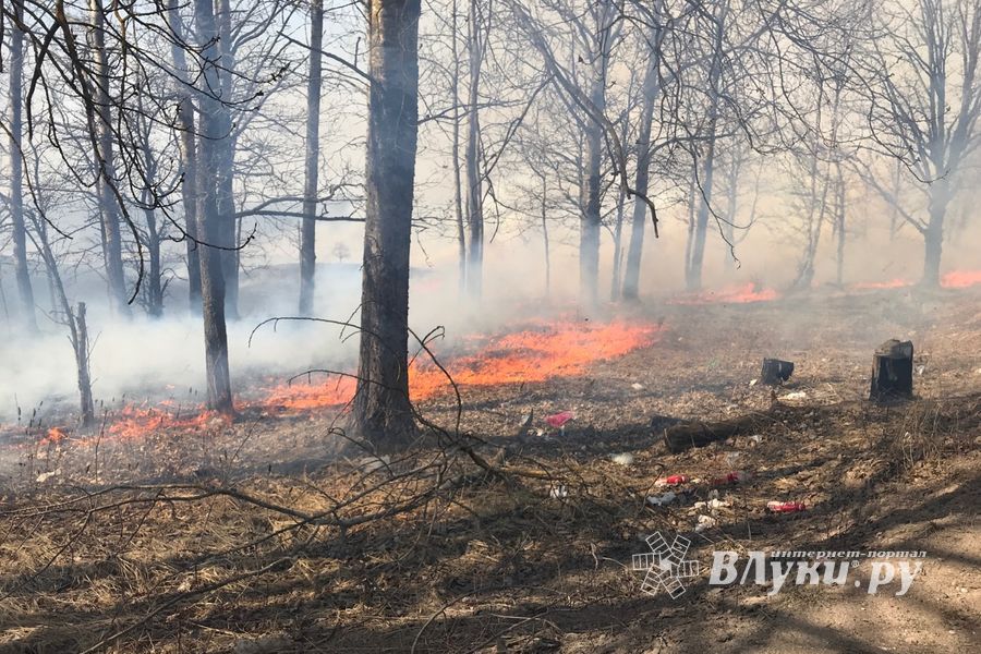 Бесконтрольный пал травы в Великолукском районе (ФОТО, ВИДЕО)