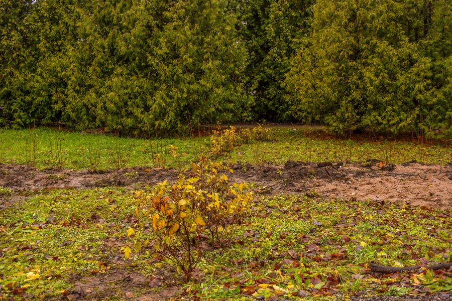 Фото: компания Greenworks