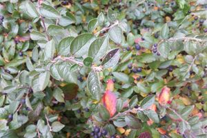 В Великих Луках выпал первый снег (фото)