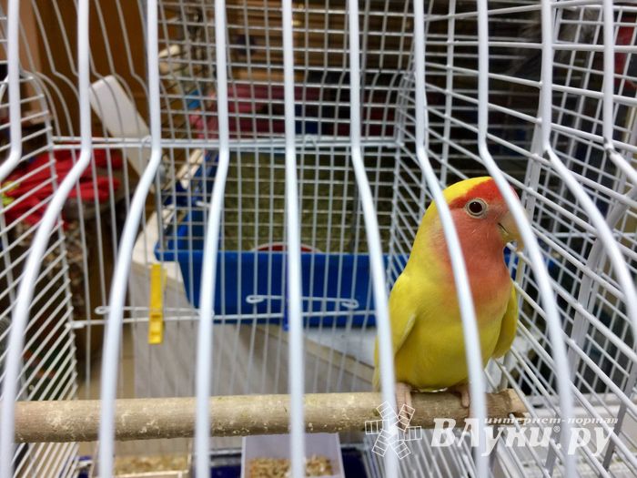 «Zooбастики»: подарите праздник своим любимцам! (ФОТО+ВИДЕО)