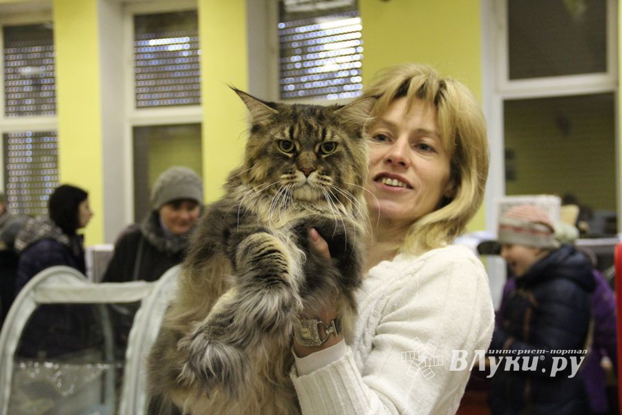 В Великих Луках прошла выставка кошек (фото)