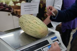 В Великих Луках проверили бахчевые (ФОТО)