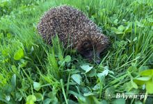 Прогноз погоды на 21 мая в Великих Луках