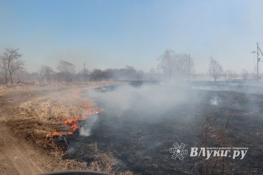 Великолукский район полыхает (ФОТО; ВИДЕО)