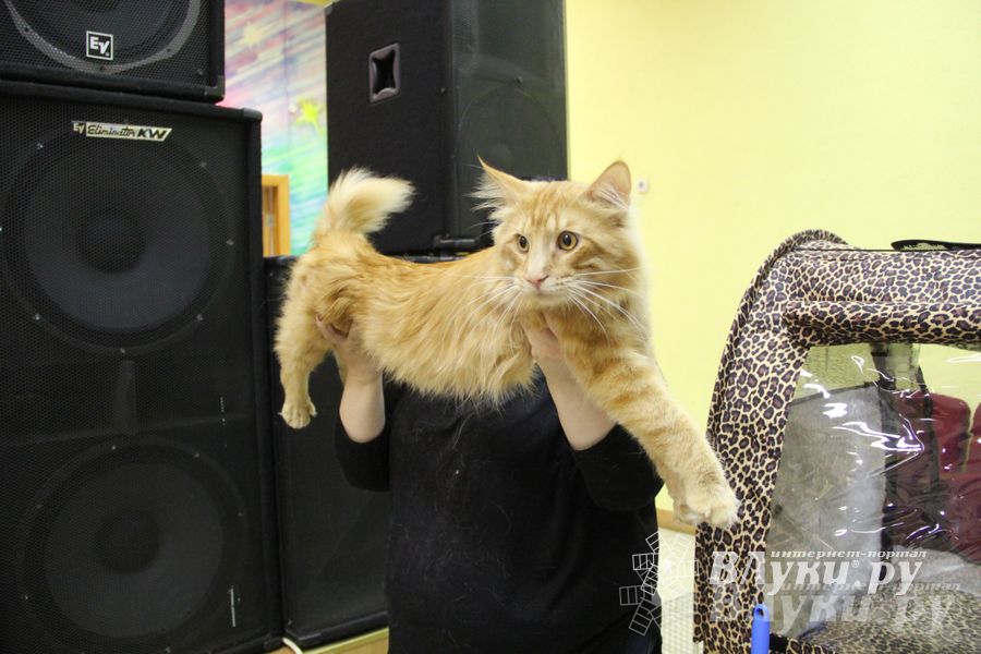 В Великих Луках прошла выставка кошек (фото)